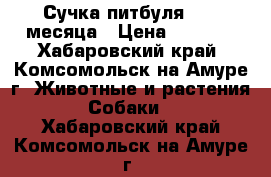 Сучка питбуля  1.5 месяца › Цена ­ 5 000 - Хабаровский край, Комсомольск-на-Амуре г. Животные и растения » Собаки   . Хабаровский край,Комсомольск-на-Амуре г.